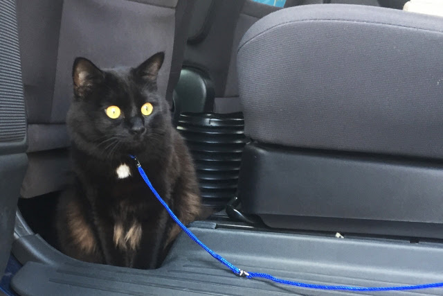 猫も車酔いをする 車を使って移動する際の注意点や対策方法