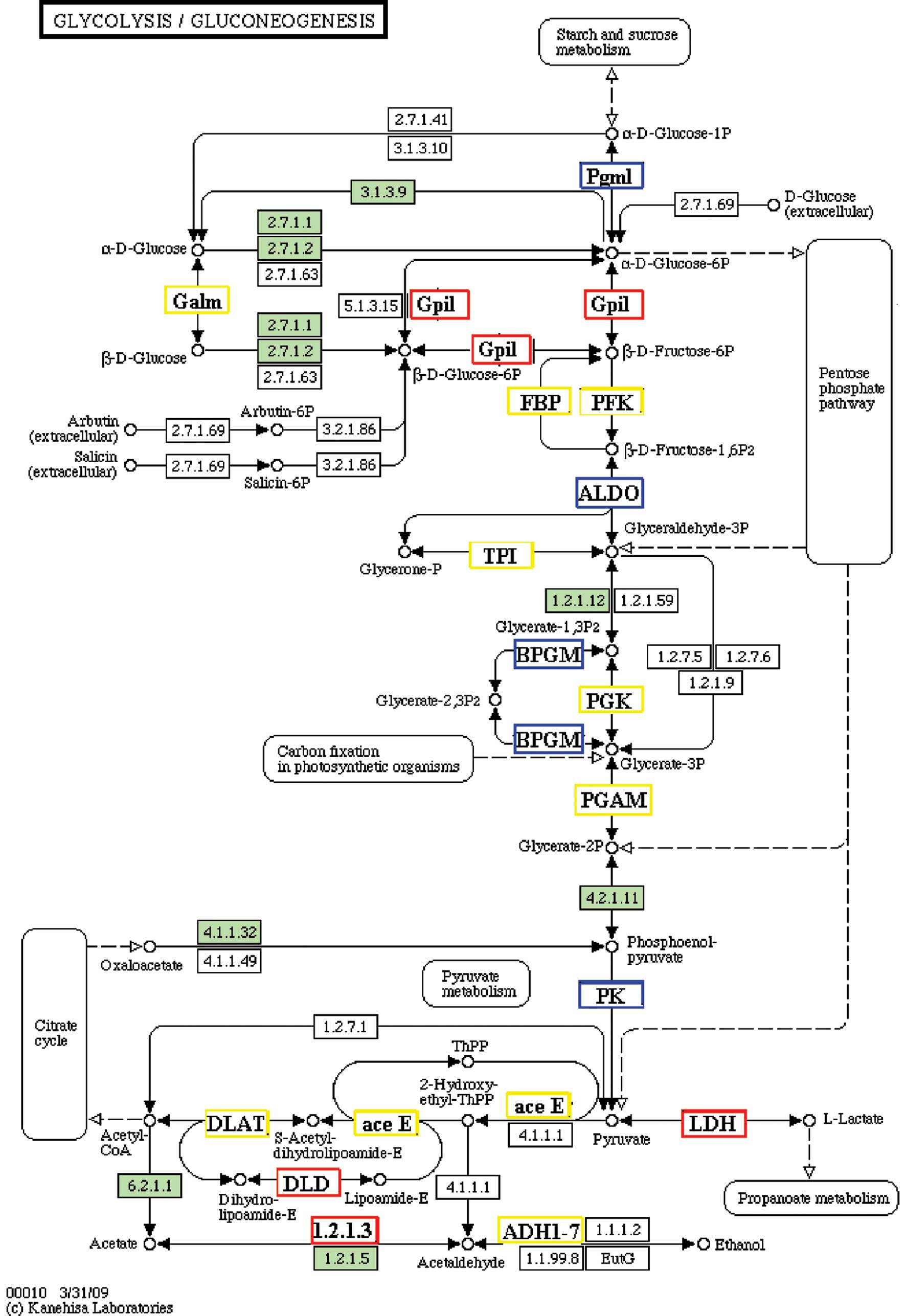gluconeogenesis vitamins nutrition Special developmental mouse oocytes in