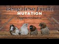 Foster Bengalese Creamino | Euro White Crust Red Eye Breeding Setup Grey...