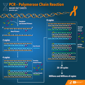 PCR definition