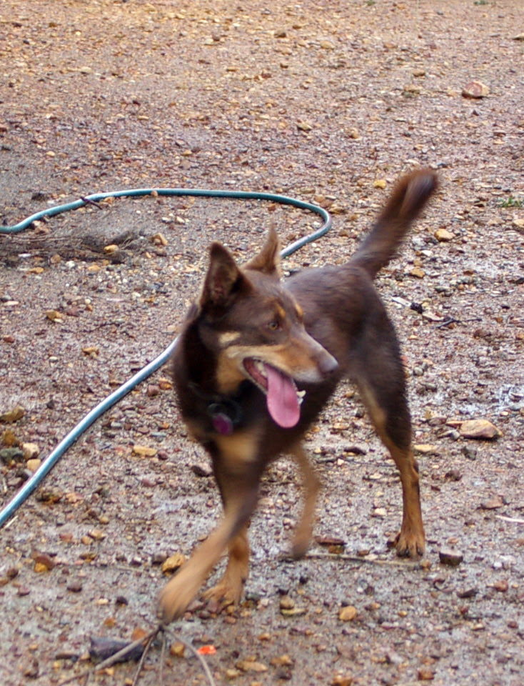 Nov28doggiesb