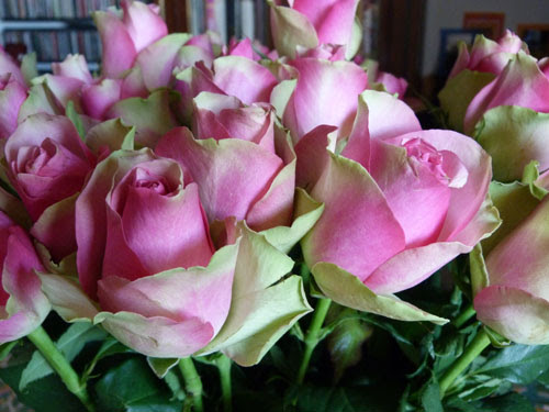 roses.jpg