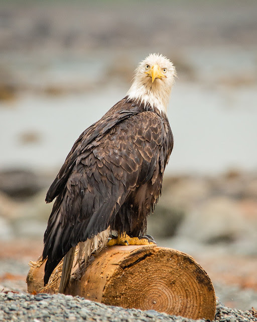 bald eagle