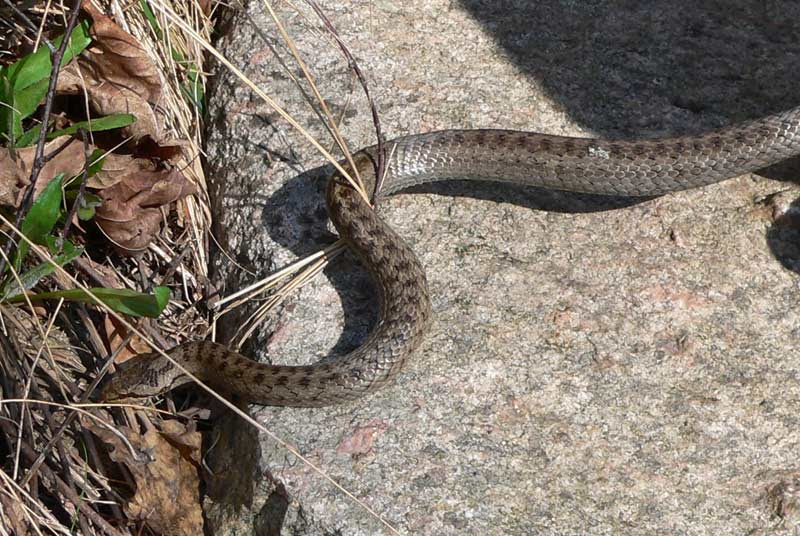 Hasselsnoken Beteende