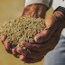 Governo deve baixar preço do arroz para R$ 4