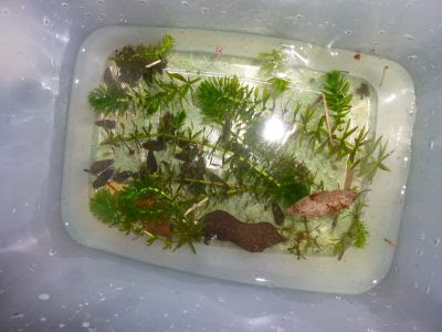 何も居ないような小さな用水路でビオトープで飼うミナミヌマエビとメダカをとりました