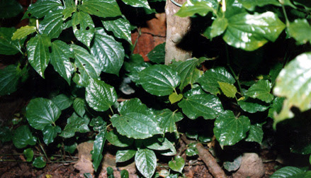 Dinda Adinda: 02/01/2011 - 03/01/2011