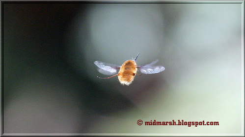 Bee Fly IMG_7671