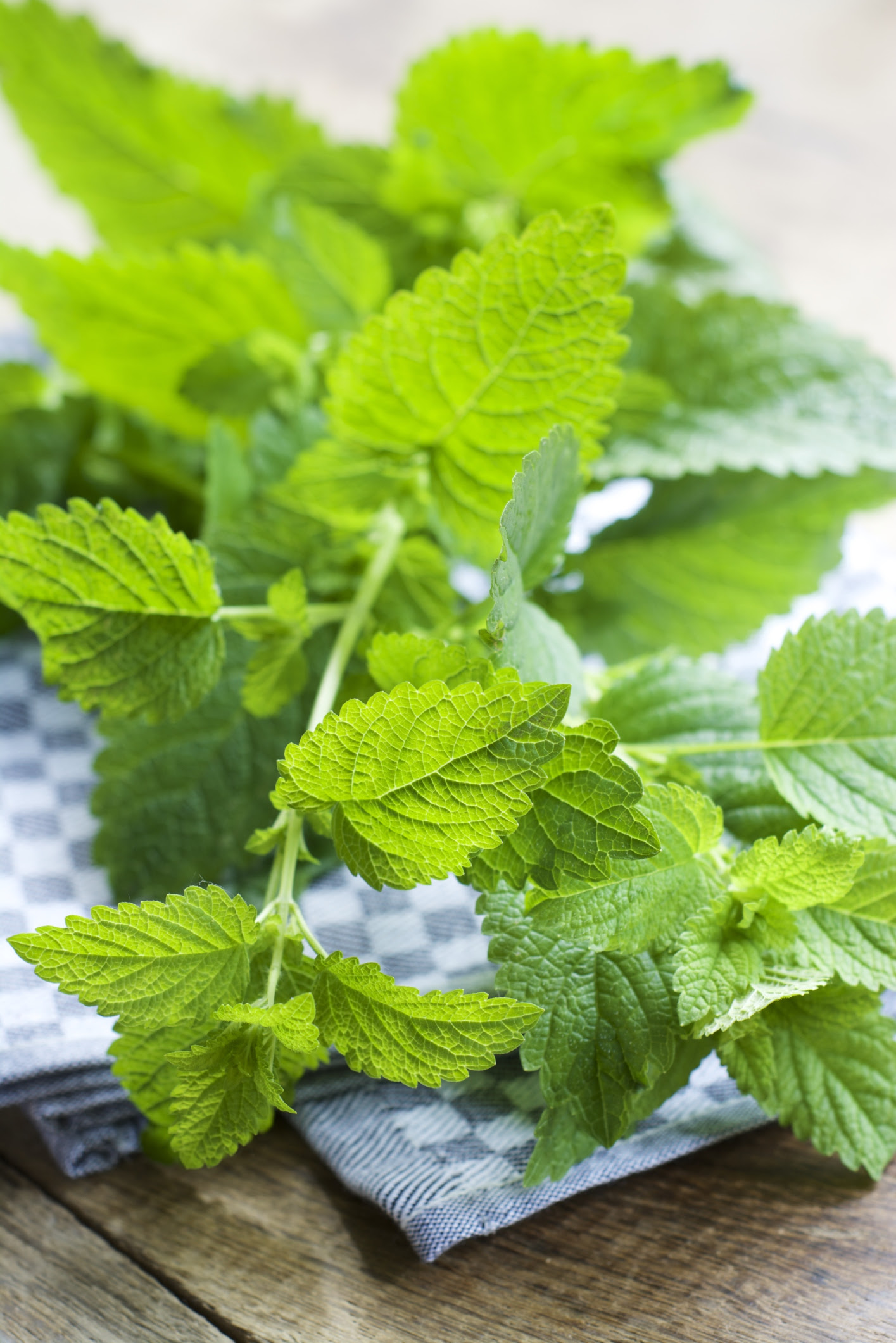 Plants That Repel Mosquitoes- Natural Pest Repellents