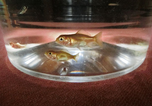 17 7 8 金魚の赤ちゃん 2 涙のお別れ K U R A D A S H I