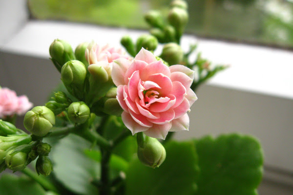 植木鉢で咲かせたい 冬の花選 色どり豊かな草花たち 植木鉢ナビ