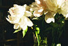 peonies2