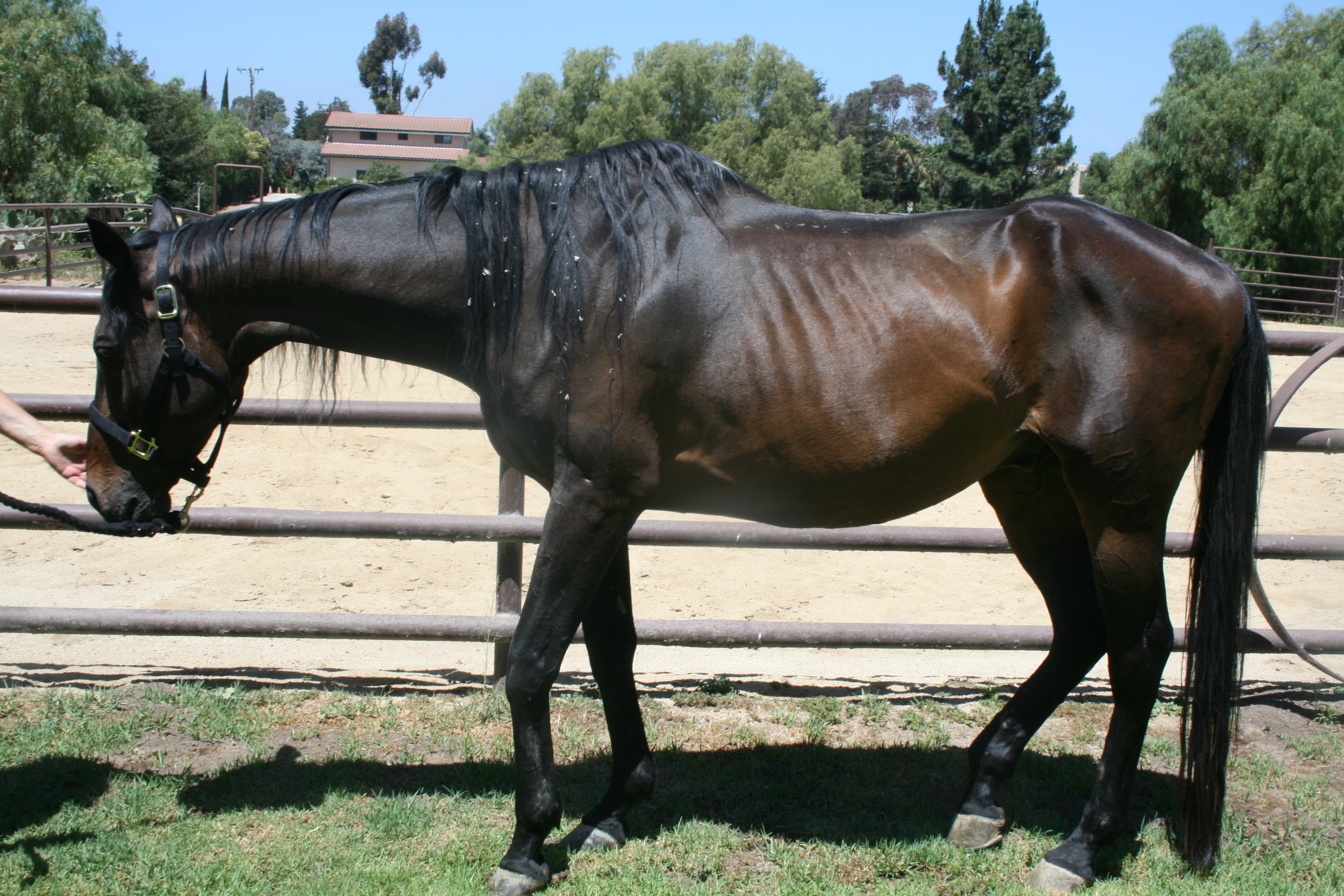 Emaciated & Neglected: 3 TBs Need Help - Neigh Savers ...