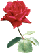 Flores e Jardim