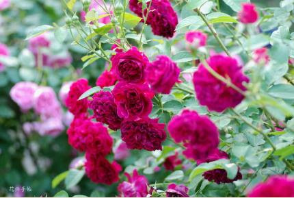 バラ ウィリアムシェークスピア00 Rose William Shakespeare 00 00品種以上の薔薇 を作出者 交配親などのデータと美しい写真で紹介する花の手帖のwebバラ図鑑