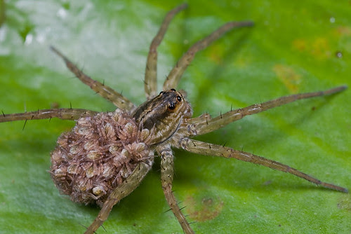wolf spider momma with spiderlings IMG_3356 copy