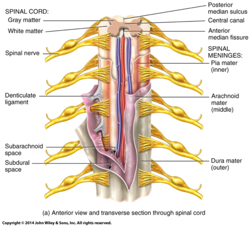 Spinal Cord And Spinal Nerves Flashcards Quizlet