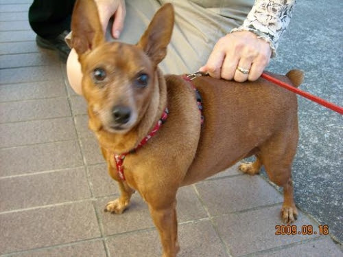 メタボ犬 ジョン君 美保薬局 福島県いわき市の皮膚病お悩み相談専門の経験豊富な薬局です