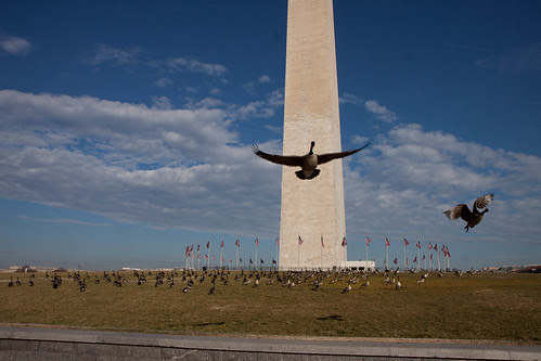 Canada Geese at Washington Monument