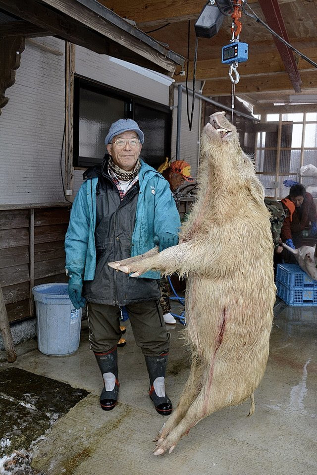 73岁猎人打死大野猪酷似 幽灵公主 乙事主 贯通日本动漫频道