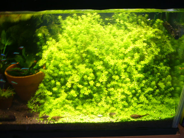 パールグラス 携帯 らるふのバーリトゥード日記