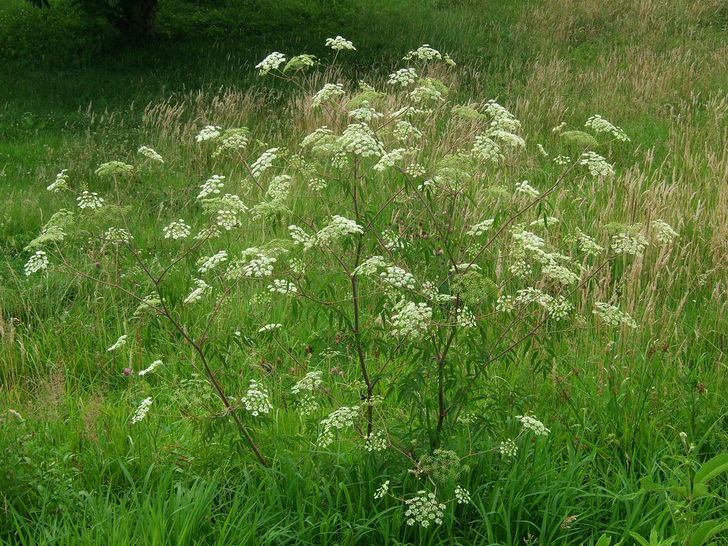 Water Hemlock in full bloom.jpg