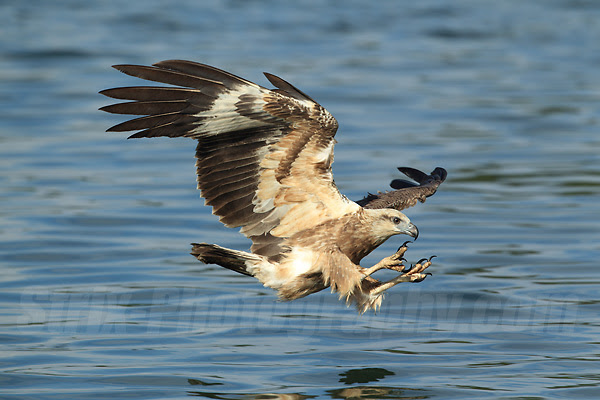 無料の動物画像 ユニークカッコイイ かっこいい 鶏