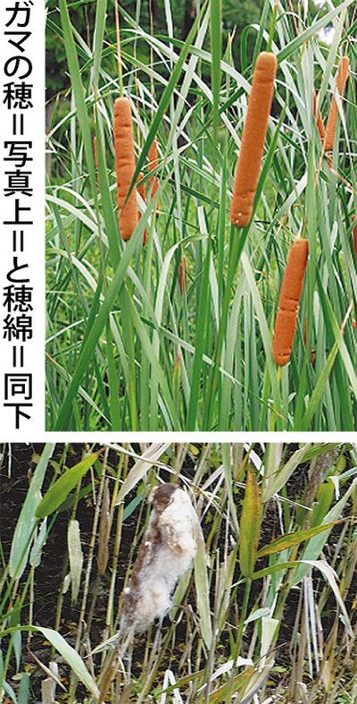 季節の花 7 蒲焼きと ガマ 因幡の白兎に使われた蒲穂 日本自然保護協会自然観察指導員金子昇 富岡西在住 金沢区 磯子区 タウンニュース