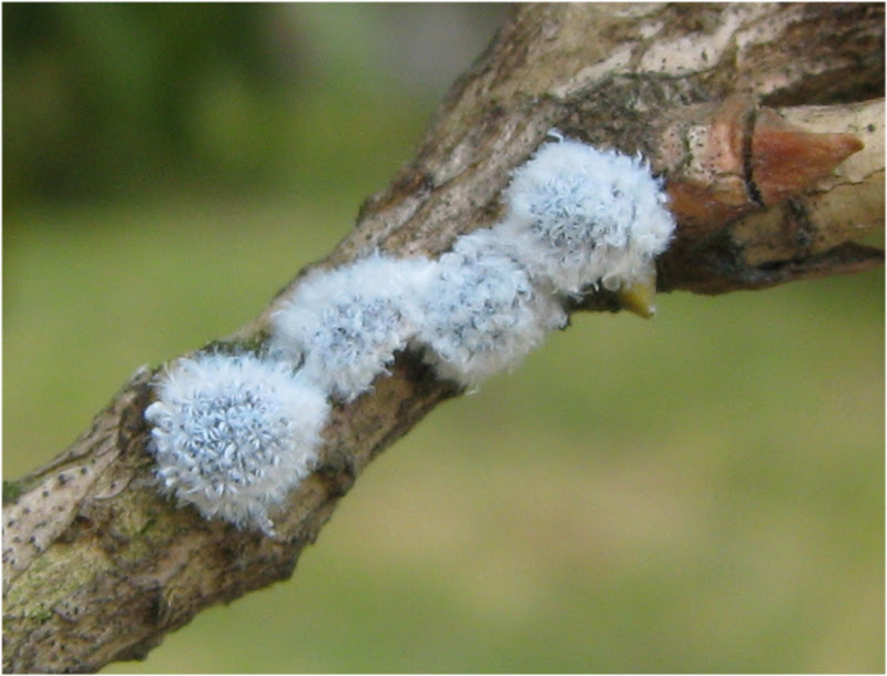コナカイガラムシ科の１種