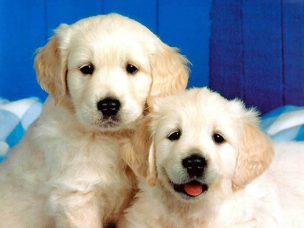 Puppies Jumping Pictures Dogs Myspace