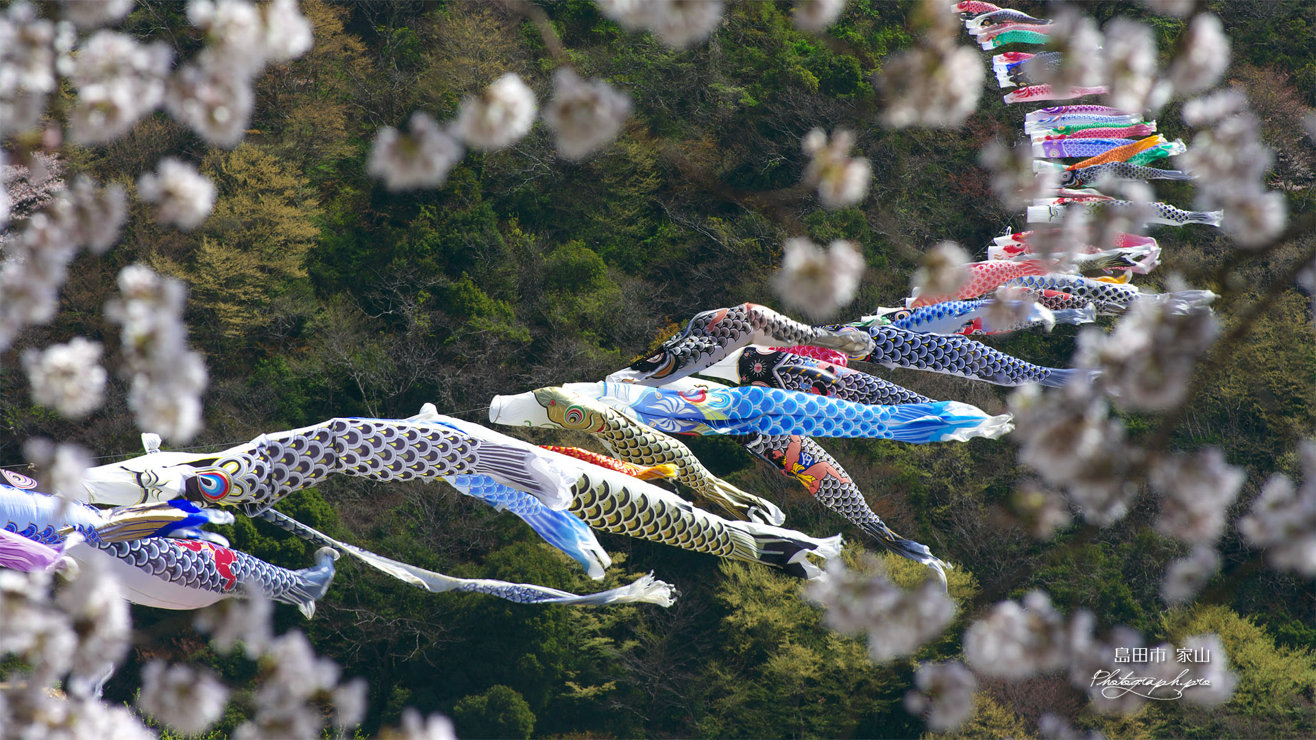 大井川横断鯉のぼり の壁紙 19x1080
