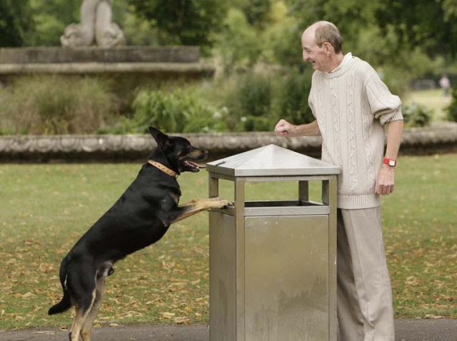 Dog That Picks Up Litter (11 pics)