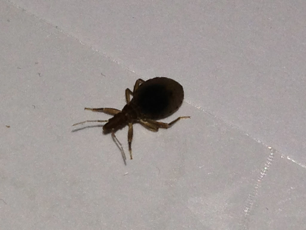 ID BED BUG probably not a BB [a: kissing bug nymphs] Â« Got Bed Bugs ...
