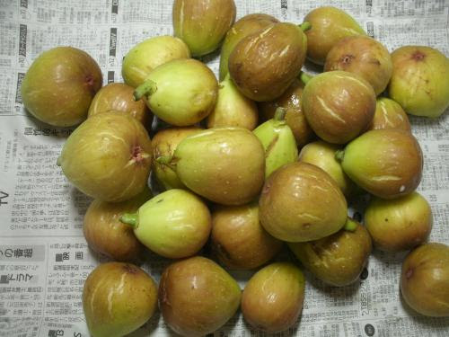 イチジク今日の収穫と冷凍保存 ホワイトゼノア