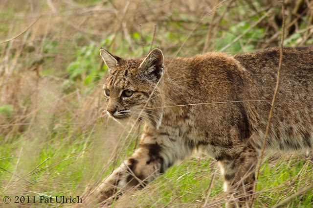 Bobcat in stride, Tennessee Valley - Pat Ulrich Wildlife Photography