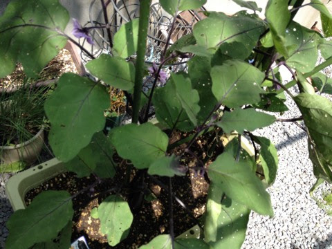 ナスがピンチ その1 この小さな黒い虫は何だ 葉がボロボロになってる 小梅太郎の そこそこ家庭菜園
