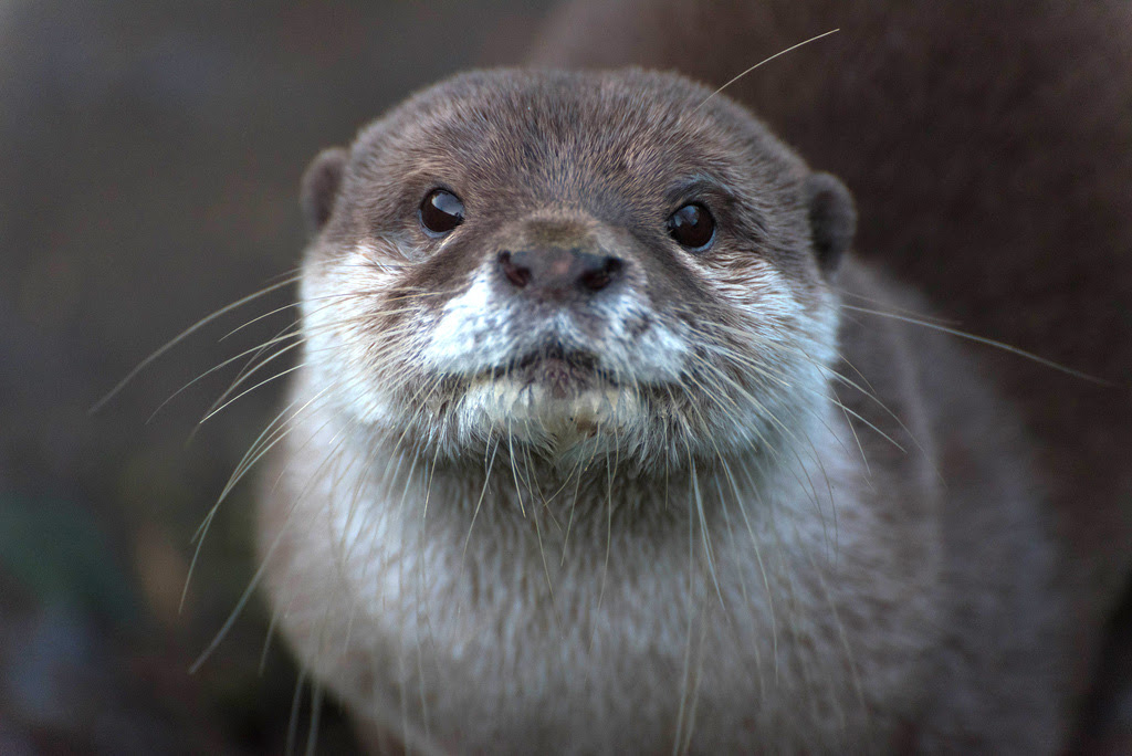 Oter - Oter Fotografi, Bilder - Перевод слова other, американское и британское произношение, транскрипция, словосочетания, однокоренные слова, примеры использования.