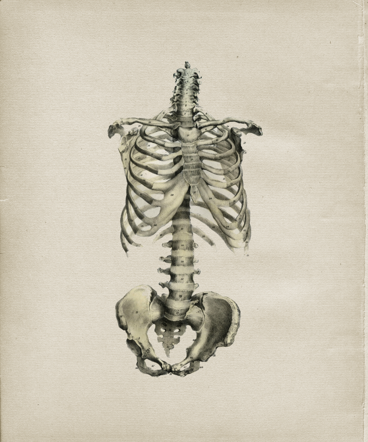 Human Spine and Rib Cage Print