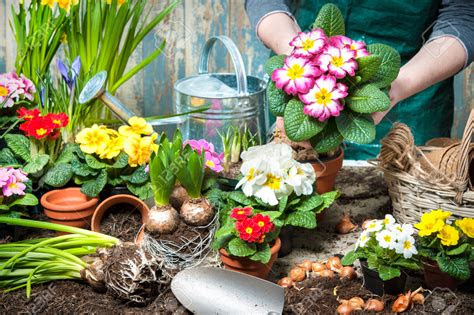 materi flowers bunga beserta contoh kalimat  soal