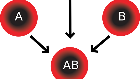 Blood types: A, B, AB, 0, positive and negative