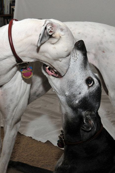 WTF and Funny Animal Pics of the Year (52 pics)