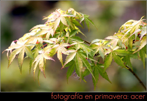 fotografía en primavera: acer