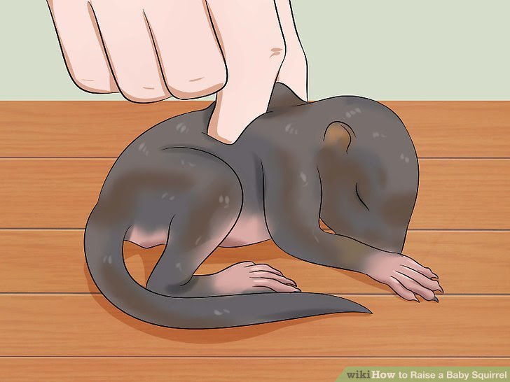 Raise a Baby Squirrel Step 10.jpg