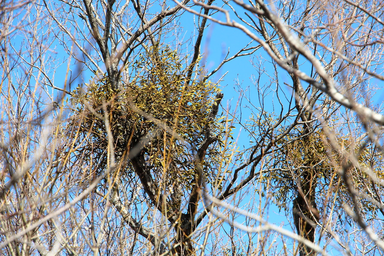宿り木 川内村観光協会