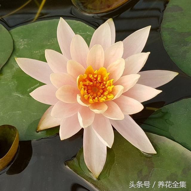 這個夏天第一次見科羅拉多睡蓮 花容尤為驚艷 每日頭條
