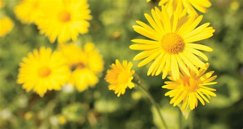 Image Yellow Flower