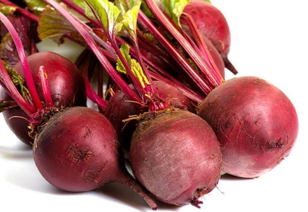 Cara Budidaya Buah Bit  Atau Tanaman Bit  Yang Baik Dan 