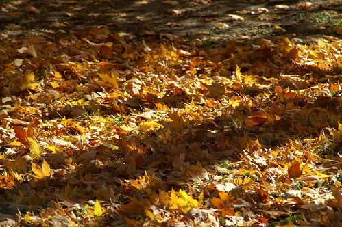 Fall in St. Louis - Forest Park