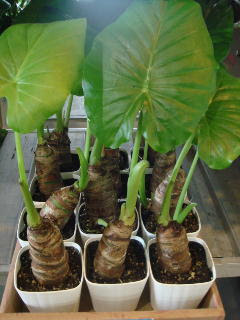 クワズイモ 観葉植物 育て方 楽しみ方 花と緑のコンシェルジュ