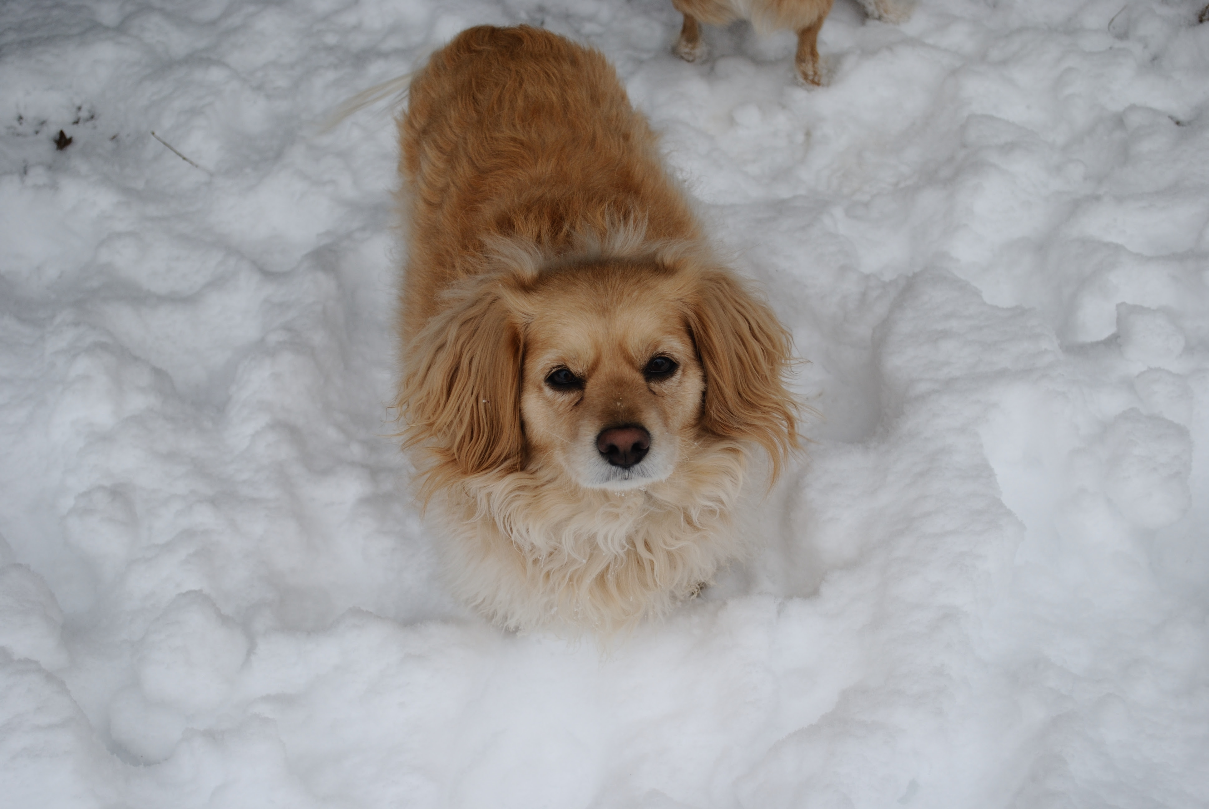 How Long Does it Take to Potty Train a Dog - Puppy Behavior Problems